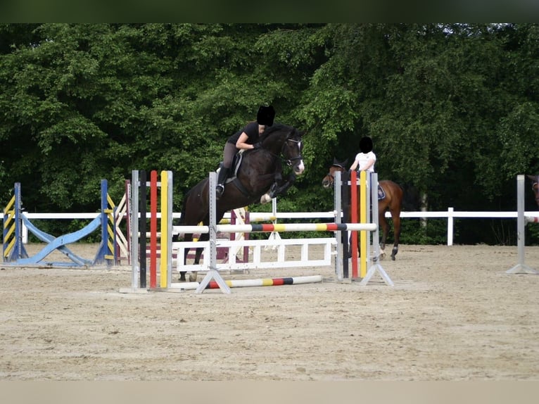 Westfale Stute 17 Jahre 165 cm Schwarzbrauner in Stolberg (Rheinland)