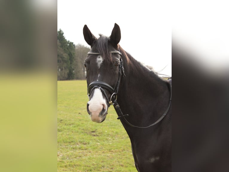 Westfale Stute 17 Jahre 165 cm Schwarzbrauner in Stolberg (Rheinland)