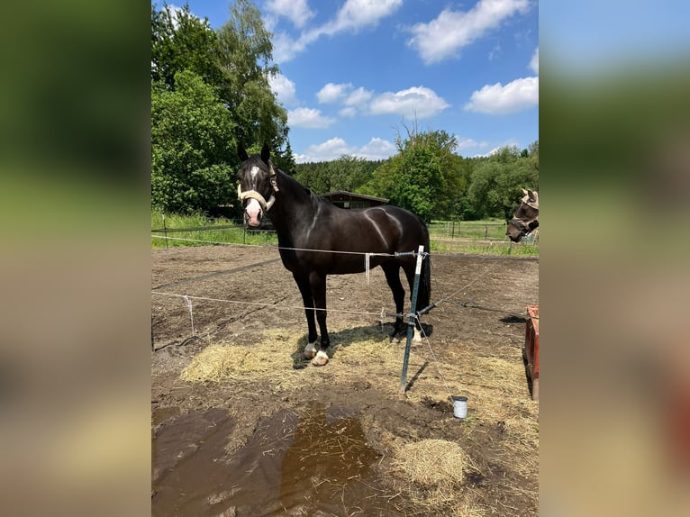 Westfale Stute 17 Jahre 165 cm Schwarzbrauner in Stolberg (Rheinland)