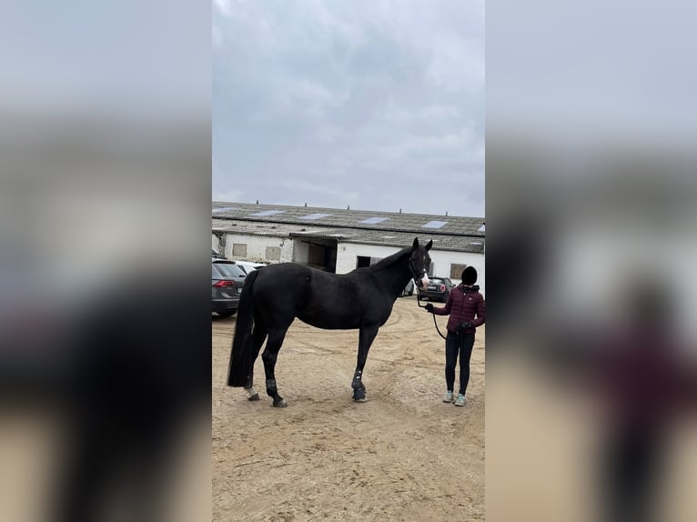 Westfale Stute 17 Jahre 165 cm Schwarzbrauner in Stolberg (Rheinland)