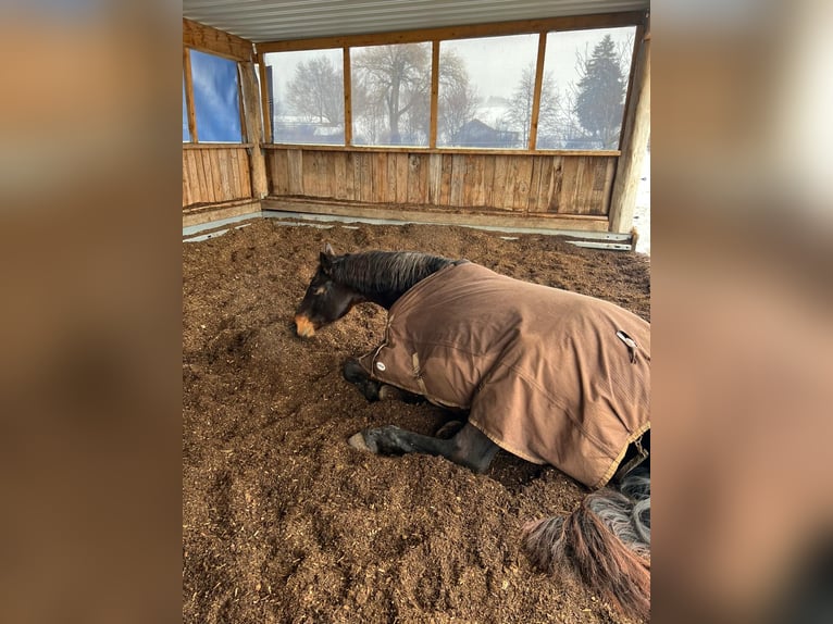 Westfale Stute 17 Jahre 166 cm Dunkelbrauner in Altusried