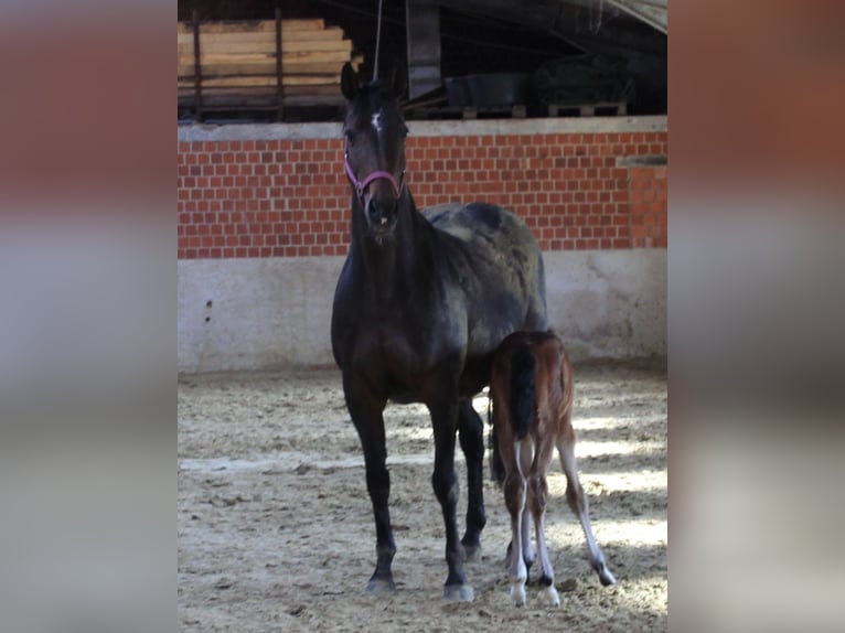 Westfale Stute 17 Jahre 167 cm Dunkelbrauner in Everswinkel