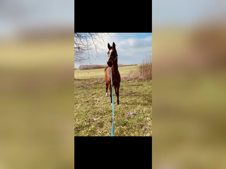 Westfale Stute 17 Jahre 170 cm Rotbrauner in Sieroszowice