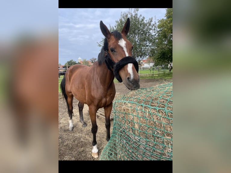 Westfale Stute 17 Jahre 170 cm Rotbrauner in Sieroszowice