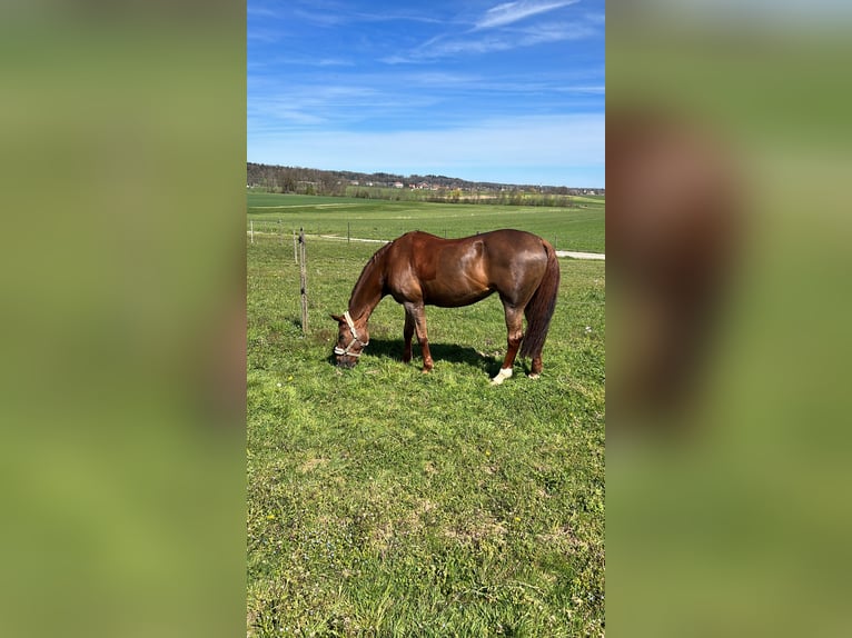 Westfale Stute 17 Jahre 172 cm Dunkelfuchs in Beelen