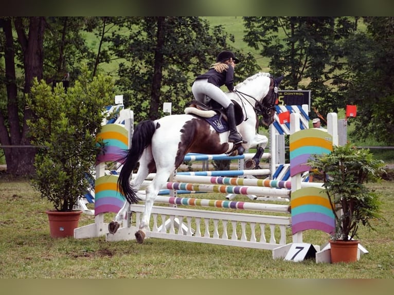 Westfale Stute 17 Jahre 174 cm Schecke in Korntal-M&#xFC;nchingen