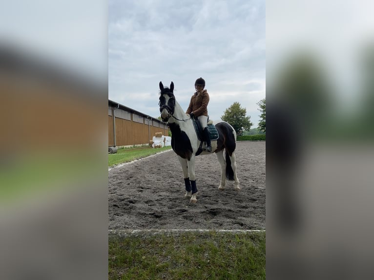 Westfale Stute 17 Jahre 174 cm Schecke in Korntal-M&#xFC;nchingen