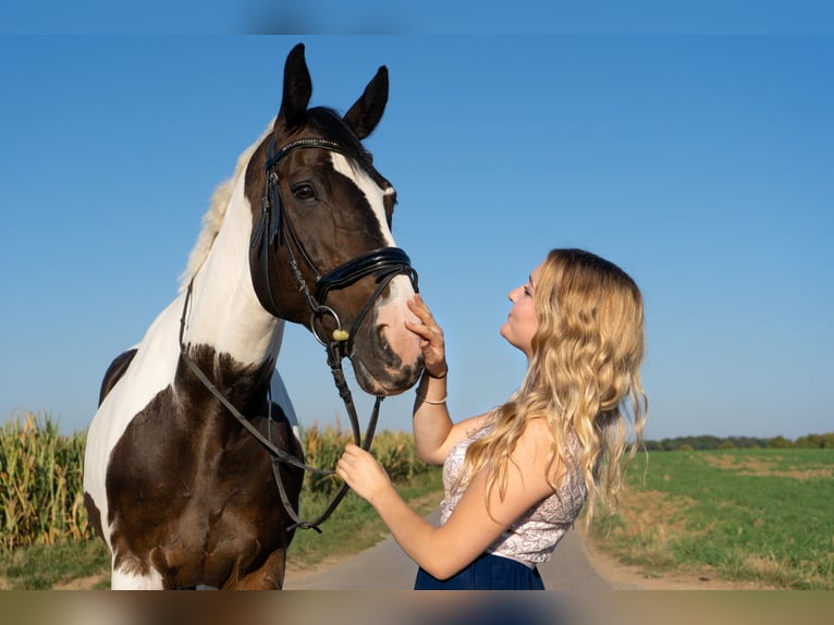 Westfale Stute 17 Jahre 174 cm Schecke in Korntal-M&#xFC;nchingen