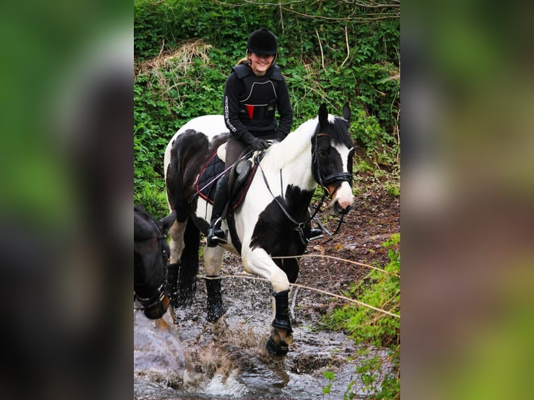 Westfale Stute 17 Jahre 174 cm Schecke in Korntal-M&#xFC;nchingen