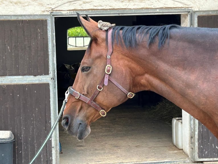 Westfale Stute 17 Jahre 175 cm Brauner in Tiefenbach