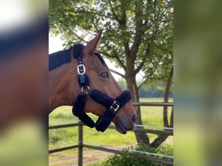 Westfale Stute 17 Jahre 175 cm Brauner in Tiefenbach