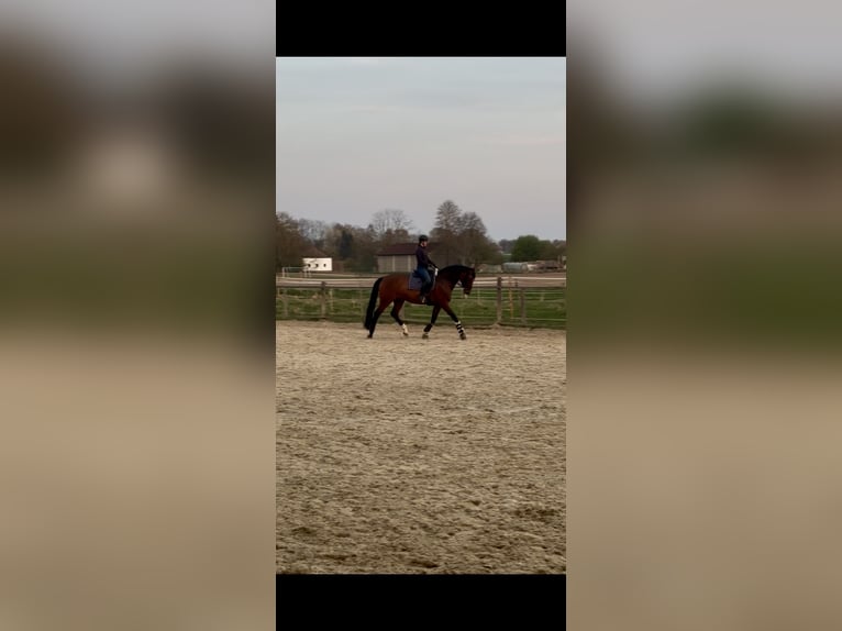 Westfale Stute 17 Jahre 175 cm Brauner in Tiefenbach