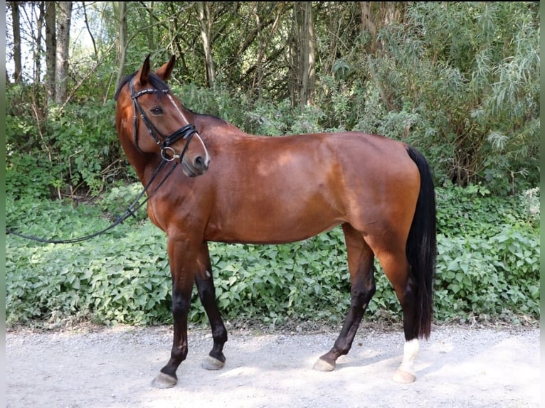 Westfale Stute 17 Jahre 175 cm Brauner in Tiefenbach