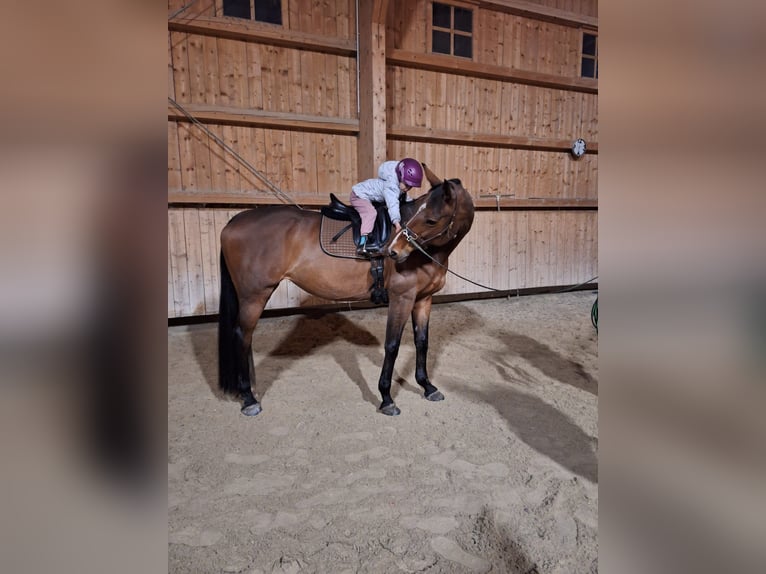 Westfale Stute 17 Jahre 175 cm Brauner in Tiefenbach