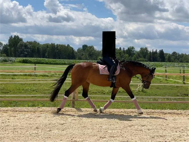 Westfale Stute 17 Jahre 175 cm Brauner in Tiefenbach