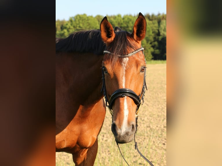 Westfale Stute 17 Jahre 175 cm Brauner in Tiefenbach