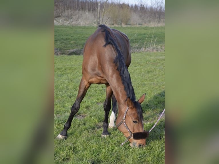 Westfale Stute 17 Jahre 175 cm Brauner in Tiefenbach