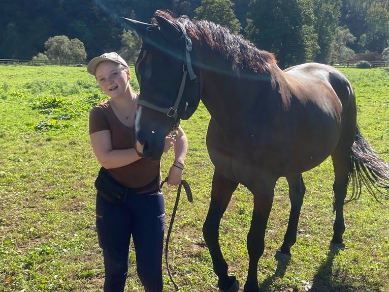 Westfale Stute 17 Jahre 175 cm Brauner in K&#xF6;ln