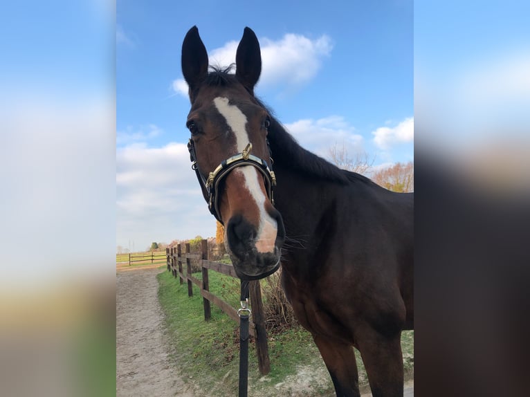 Westfale Stute 17 Jahre 175 cm Brauner in K&#xF6;ln