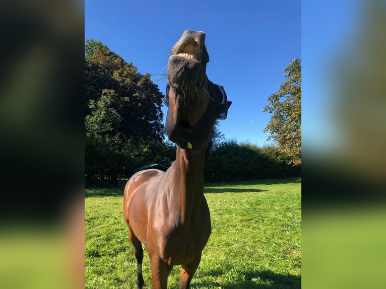 Westfale Stute 17 Jahre 175 cm Brauner in K&#xF6;ln
