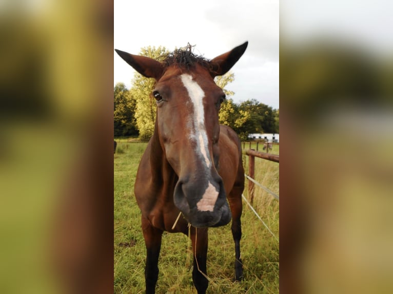 Westfale Stute 17 Jahre 175 cm Brauner in K&#xF6;ln