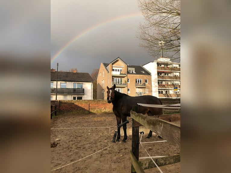 Westfale Stute 17 Jahre 175 cm Brauner in K&#xF6;ln