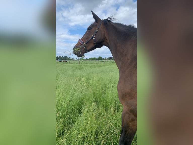 Westfale Stute 17 Jahre 180 cm Brauner in Kaarst