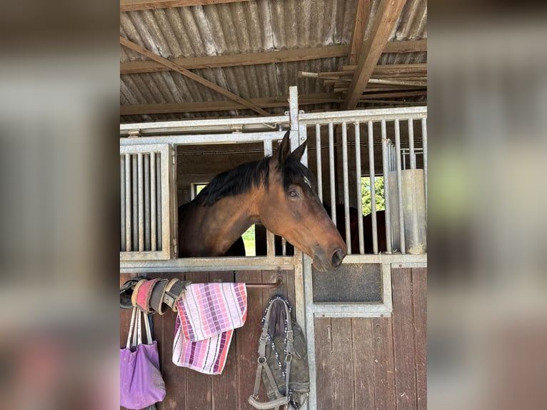 Westfale Stute 17 Jahre 180 cm Brauner in Kaarst