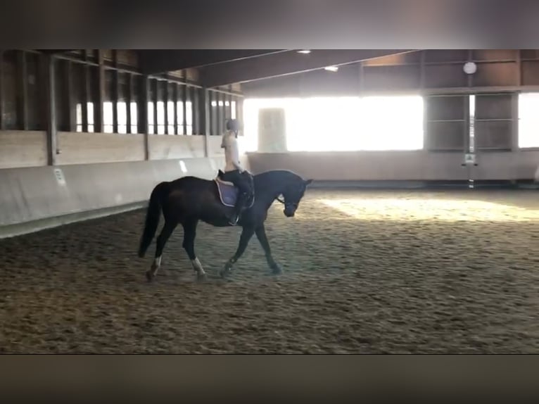 Westfale Stute 18 Jahre 163 cm Brauner in Oer-Erkenschwick