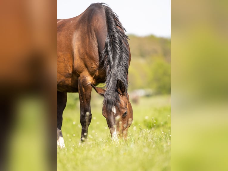 Westfale Stute 18 Jahre 163 cm Brauner in Oer-Erkenschwick