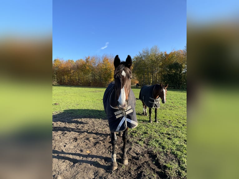 Westfale Stute 18 Jahre 163 cm Brauner in Oer-Erkenschwick