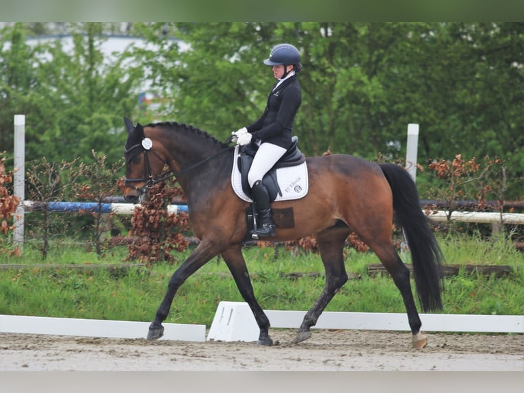Westfale Stute 18 Jahre 165 cm Brauner in Sendenhorst
