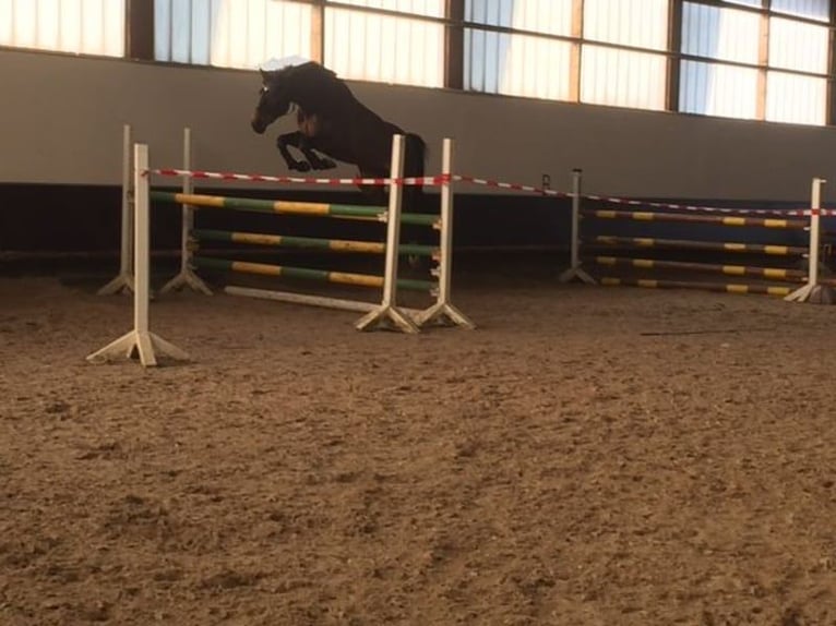 Westfale Stute 18 Jahre 165 cm Brauner in Sendenhorst