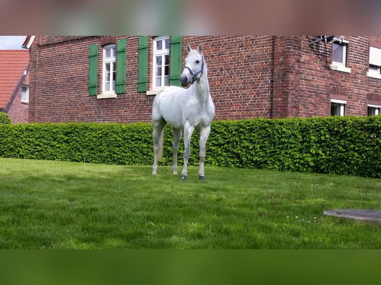 Westfale Stute 18 Jahre 165 cm Schimmel in Ascheberg