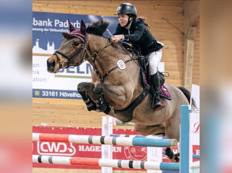 Westfale Stute 18 Jahre 165 cm in Verl