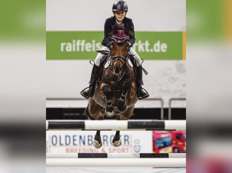 Westfale Stute 18 Jahre 165 cm in Verl
