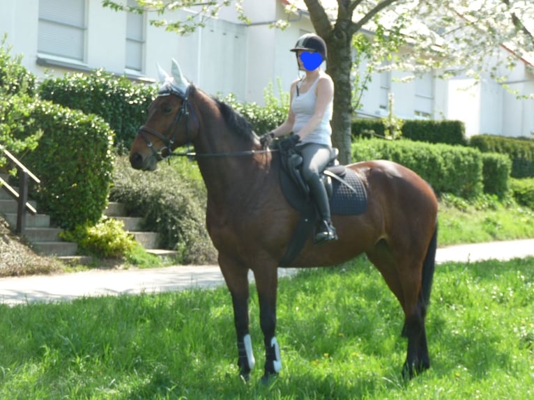 Westfale Stute 18 Jahre 168 cm Brauner in Dortmund