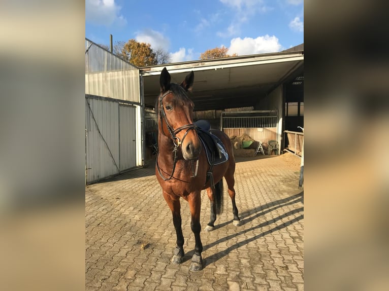 Westfale Stute 18 Jahre 168 cm Brauner in Dortmund