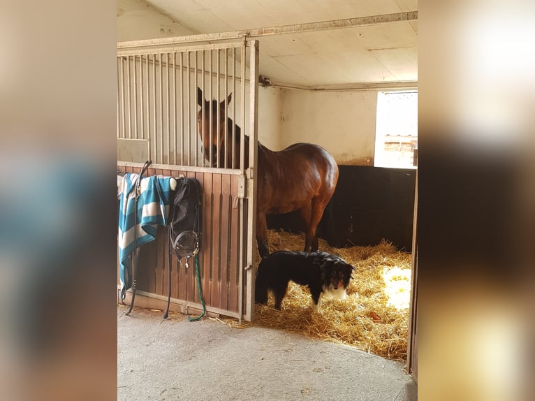 Westfale Stute 18 Jahre 168 cm Brauner in Dortmund