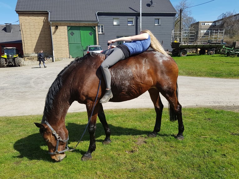 Westfale Stute 18 Jahre 168 cm Brauner in Dortmund