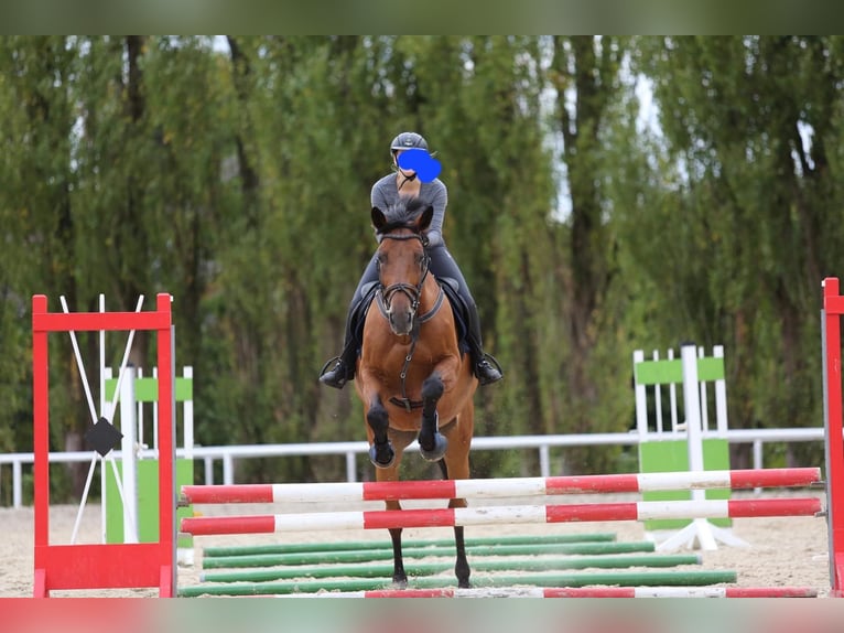 Westfale Stute 18 Jahre 168 cm Brauner in Dortmund