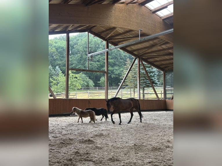 Westfale Stute 18 Jahre 168 cm Brauner in Braunfels