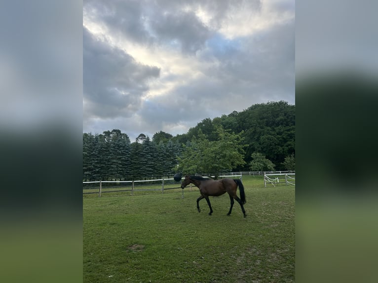 Westfale Stute 18 Jahre 168 cm Brauner in Braunfels