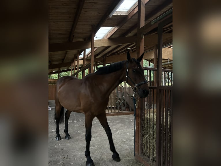 Westfale Stute 18 Jahre 168 cm Brauner in Braunfels