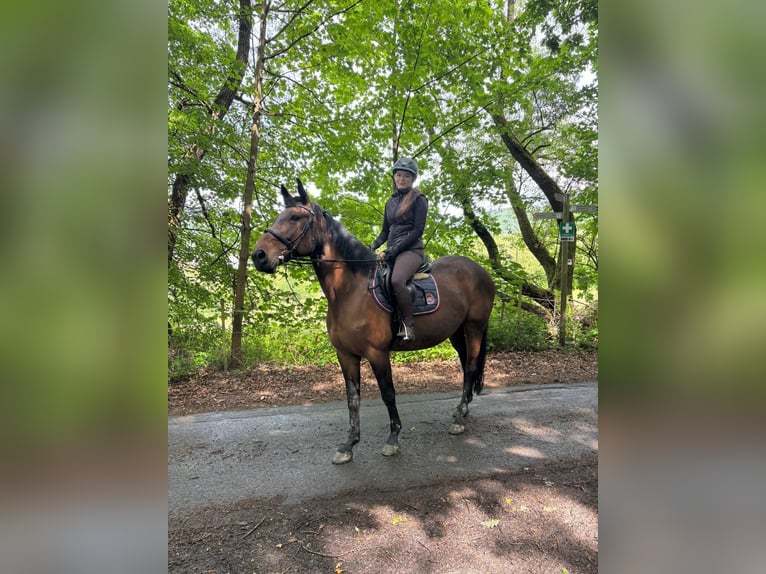 Westfale Stute 18 Jahre 168 cm Brauner in Braunfels
