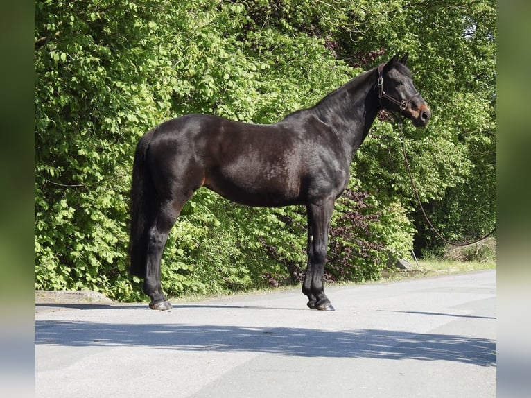 Westfale Stute 18 Jahre 168 cm Dunkelbrauner in Verl