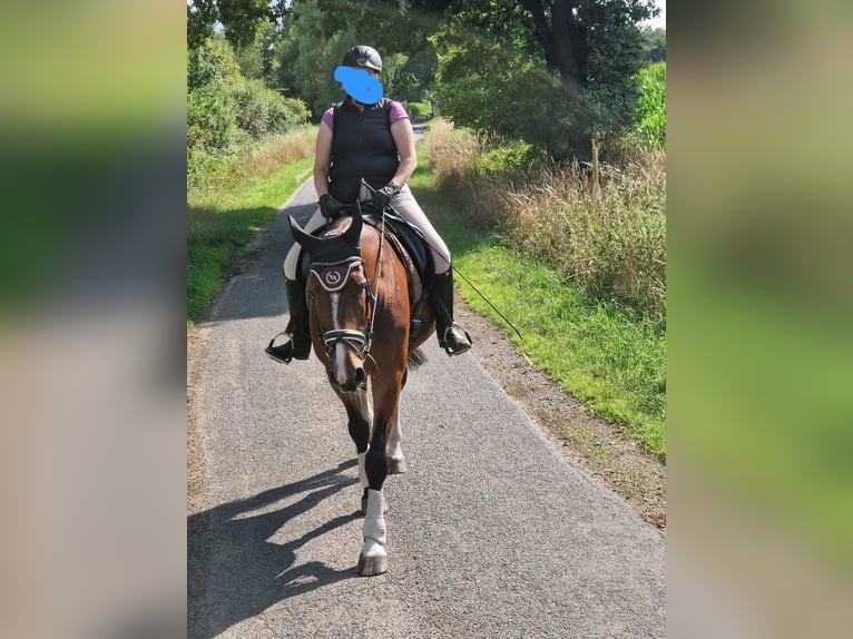 Westfale Stute 18 Jahre 169 cm Brauner in Dorsten