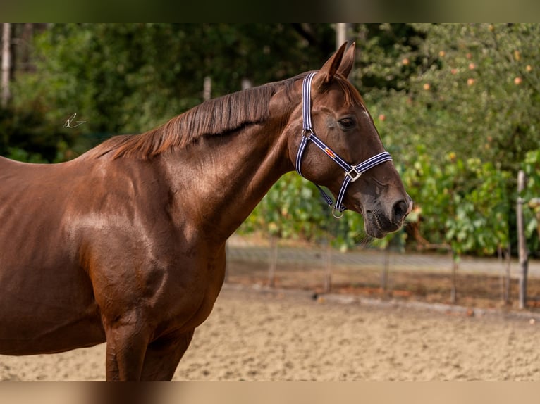 Westfale Stute 18 Jahre 169 cm Fuchs in LOKEREN