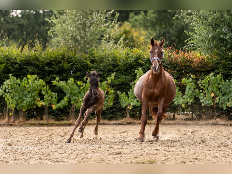 Westfale Stute 18 Jahre 169 cm Fuchs in LOKEREN