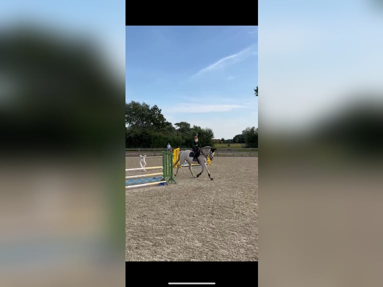 Westfale Stute 18 Jahre 170 cm Fliegenschimmel in LütjenholmOckholm